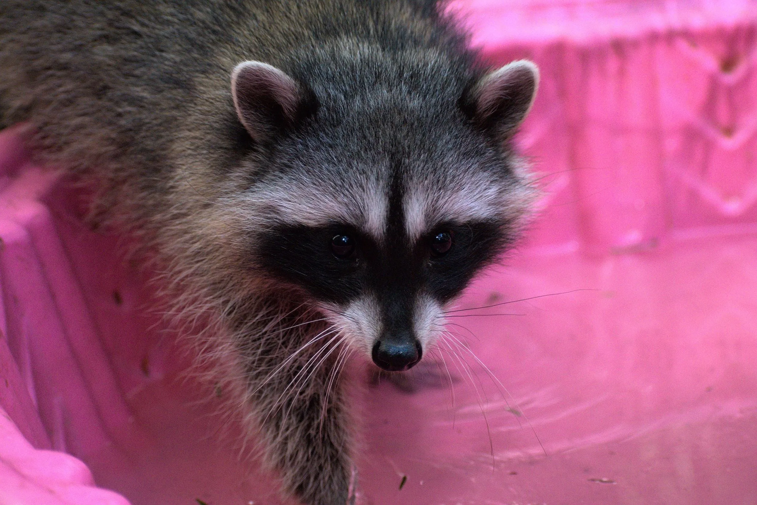 Raccoon Outdoor Habitat - Wild ARC